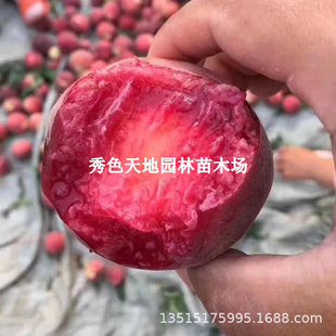 �޽���Ʒ�N�F��Ѫ�Ҙ������AѪ�Ҙ�������Ѫ���箔��Y���ϱ��Nֲ