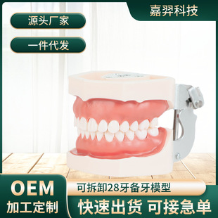 Oral Teaching Tooth Model Dental Removable Tooth Preparation Implant Practice Soft Gum 28 Resin Teeth