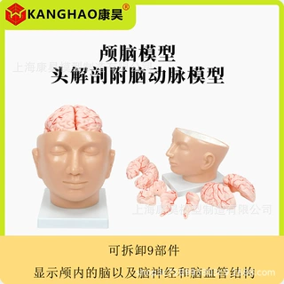 颅脑模型 头解剖附脑动脉模型 人头附脑解剖带血管着色模型