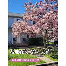 ���m������ͥԺ�e���L������ͺ��̓��ļ����������m�����S�����m