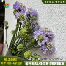 松虫草鲜花圣代花云南昆明基地直发鲜切花蓝盆花高端新鲜花束配花