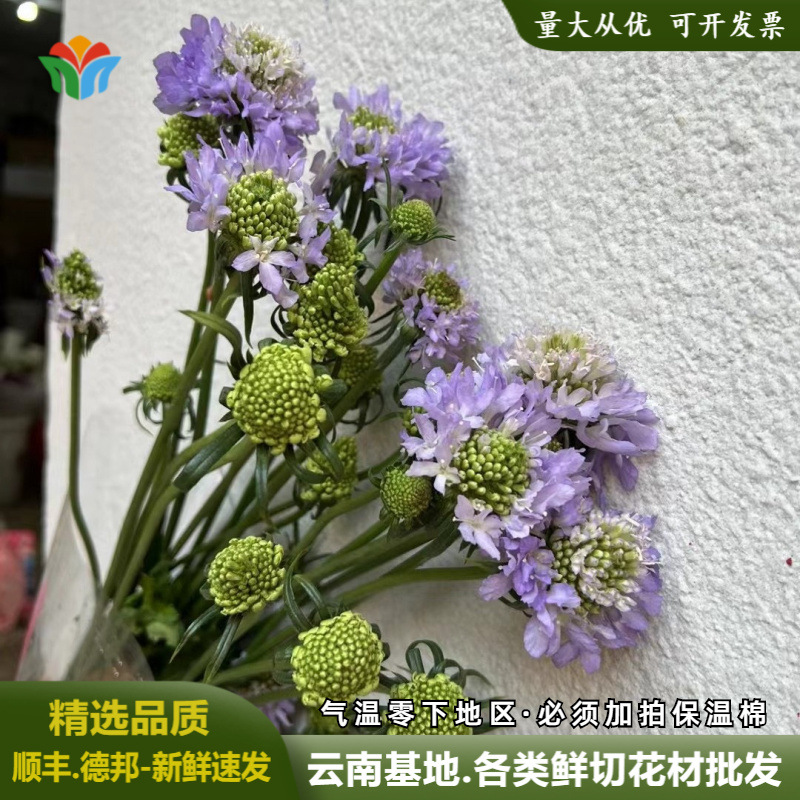松虫草鲜花圣代花云南昆明基地直发鲜切花蓝盆花高端新鲜花束配花