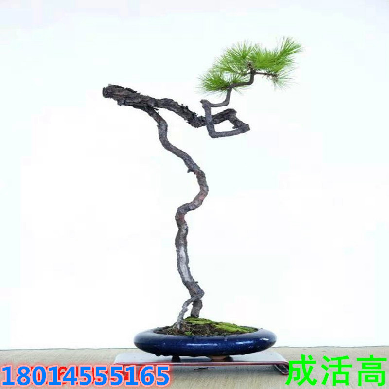 文人盆景黑松五针松大阪松宫岛千寿丸松黑松造型盆景绿植盆栽