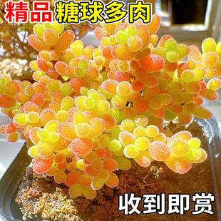 �۽��������֦�ɷ��Ӷ���ֲ���Ϙ��߶����Fϡ��Ʒ�N�Gֲ���ܺ��B