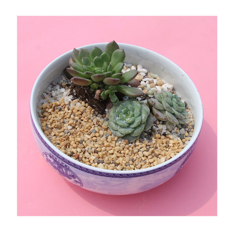 ˮͰ辰С״ɫŻ軨ʯ껨ʯʯ̵