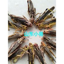 蚂蚱蝗虫蚱蜢新鲜东亚飞蝗油蚂蚱丁蜢纯母去翅膀带籽山东特产