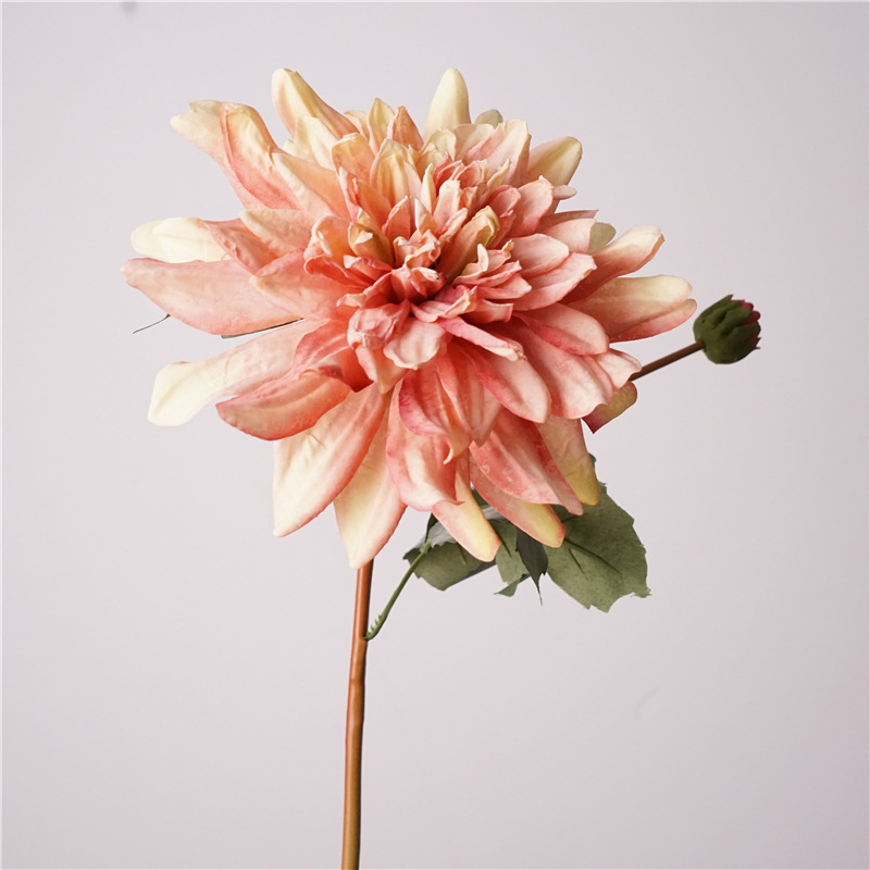 Dalia de dos cabezas - Rosa