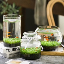微景观水草种子生态鱼瓶创意鱼缸玻璃瓶水培植物四季造景水草籽
