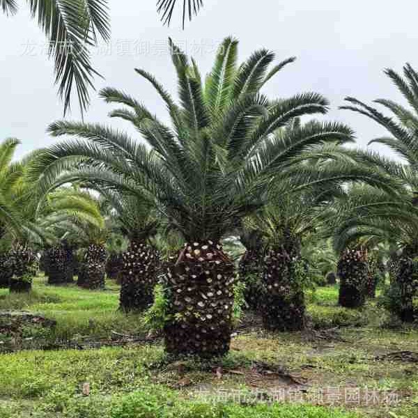 浙江加拿利海枣市场 江西中东海枣基地 湖北华棕市场 福建老人葵