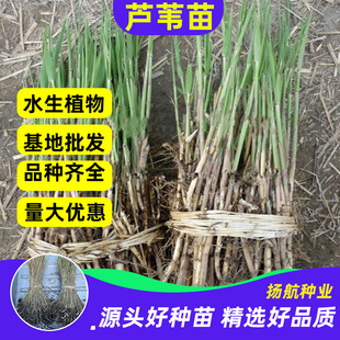 Base Wholesale Aquatic Plants Aquatic Reed Seedlings Park Pool Reed Seedlings Water Body Greening Reed Roots Wetland