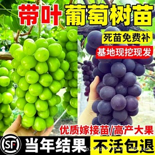 ���ј䎧�����~�޷�o�� �{��ʯ�� �����ͺ����Aľ�������