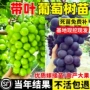 中华北方无籽耐寒树苗