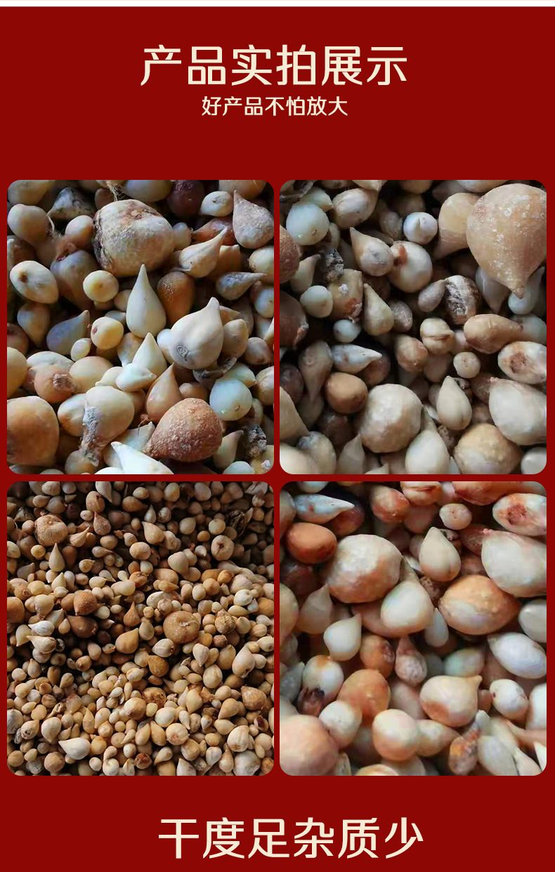 Dried Guang Gu Ci Bulbs 500g Natural Sun Dried Traditional Chinese Herb for Decoction and Culinary Use key features