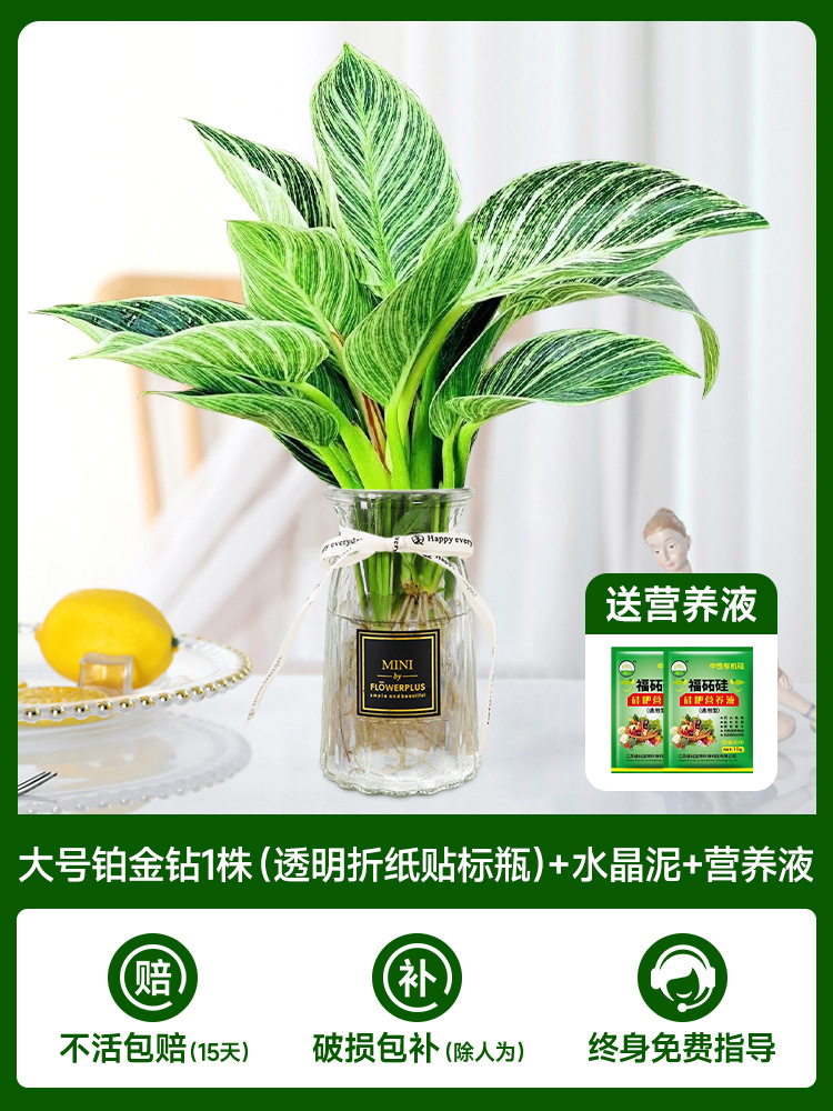 대형 백금 다이아몬드 1개(투명 종이접기 라벨병) + 크리스탈 머드 + 영양액