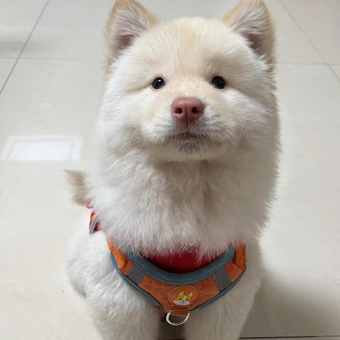 广西白土松田园犬幼犬活体狗狗伴侣犬白土松犬忠诚护主幼崽宠物狗-阿里巴巴