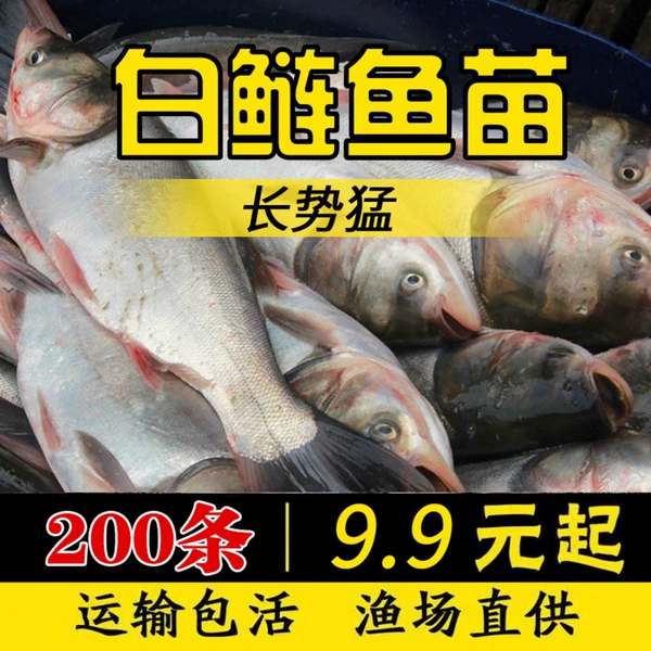[白鲢鱼4-6厘米50条送20%防损]