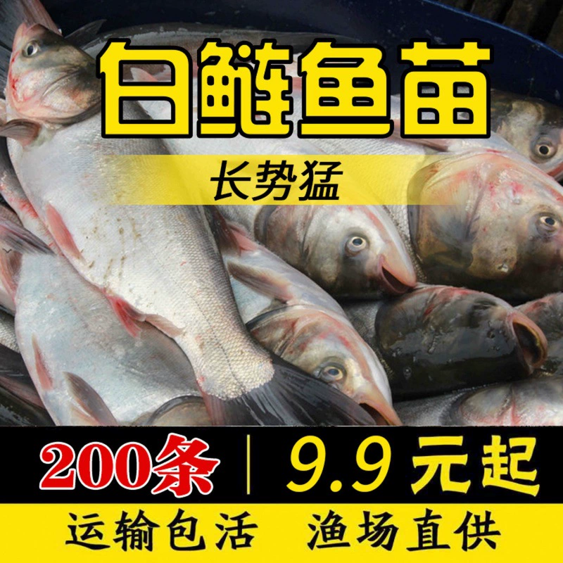 [螺蛳鱼苗养殖活体鲫鱼苗鱼苗草鱼苗型鱼青包活鱼塘四大快淡水大家]