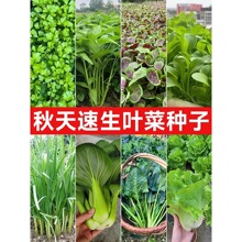 �m���＾�N�Ĳ����߲˷N�Ӵ�ȫ�ļ������ﲥ�r���߲˷N�ѿ���Ғ��