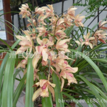 送样：兰花香精 日化日用香精