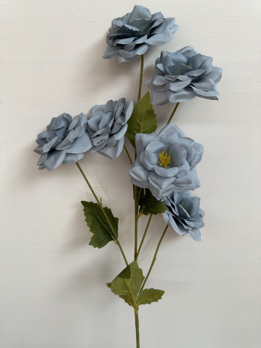 6头月季花雾霾兰1