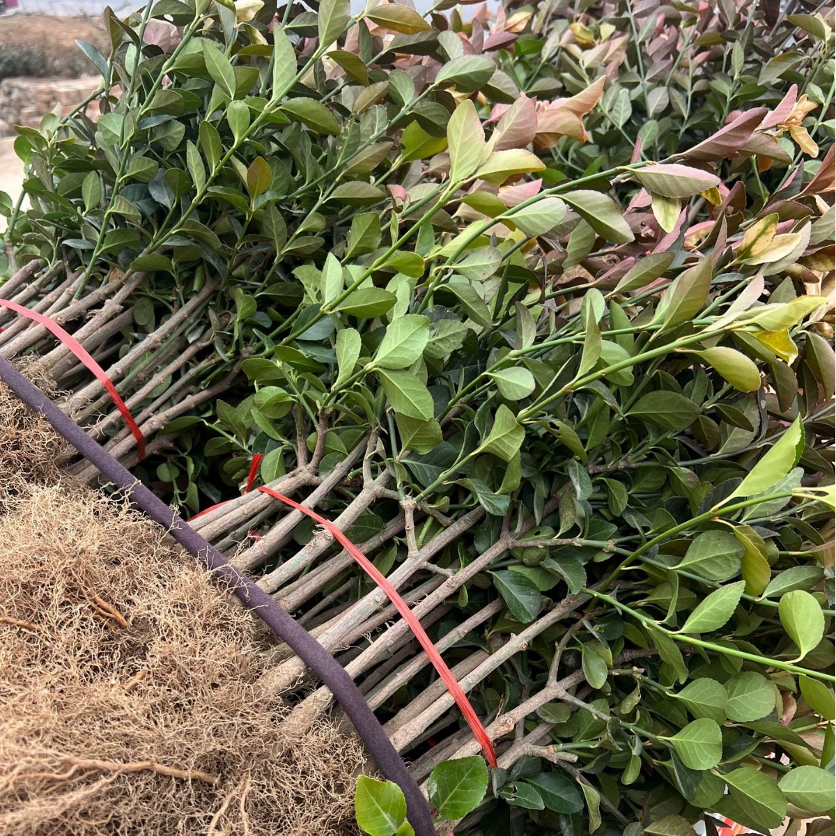 Саженцы Jiaodong Ligustrum, черенки, молодые саженцы для зеленения, малые питомничьи посадочные саженцы, северные саженцы для озеленения, вечнозеленые круглый год.