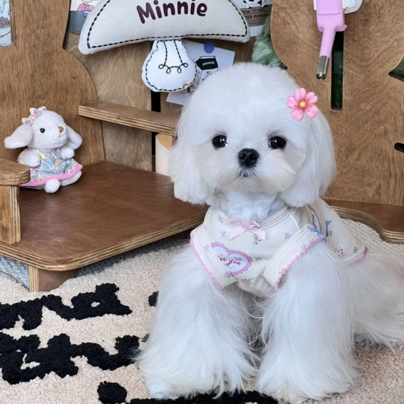 Perro mascota dulce chaleco floral falda pequeña manga volante ropa para el hogar de verano perro pequeño para evitar la pérdida de Maoxi Shi Yorkshire