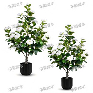 Artificial Camellia Potted Plant ɽ�軨�������Ԣ�