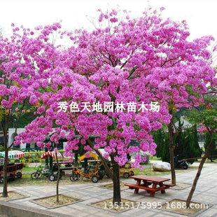 �S���L�ľ�������ϻ��L�ľ���Ԅe��ͥ�ļ����F�L����G��ֲ��