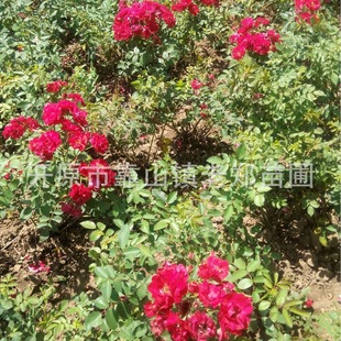 ���¼��ͺ��¼������S���¼�С���_���¼�����F؛�_ԭ��������