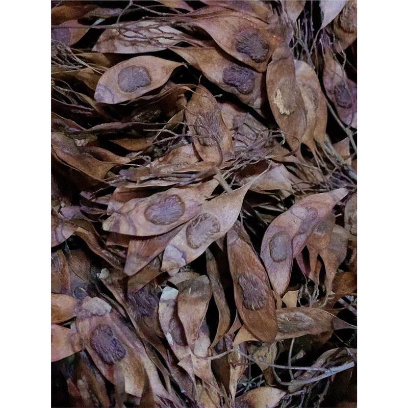 黄花梨种子正宗海南黄花梨树种子 黄檀树种籽 花梨木降香木香红木