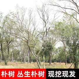 朴树树苗大树园林绿化工程苗木行道拆迁占地庭院朴树苗道路风景树