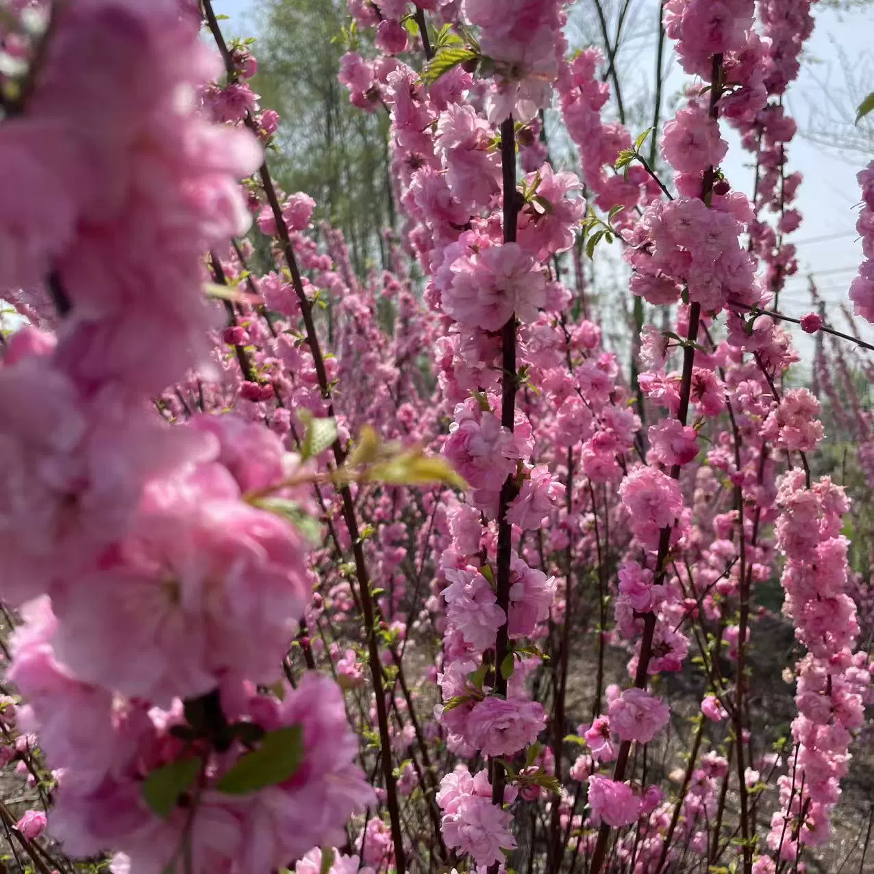 Оптовая продажа новых собранных семян сливы из листьев вяза, больших красных двуцветных цветков сливы, маленьких персиковых красных семян сливы из листьев вяза, семян сливы из листьев вяза