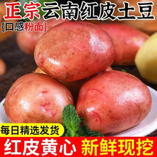【新上市】正宗云南红皮黄心土豆农家洋芋现挖马铃薯批发新鲜蔬菜