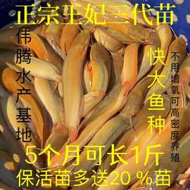 保活包邮王妃三代食用黄金塘鲺苗塘角鱼胡子鲶鱼不用广东冷水养殖