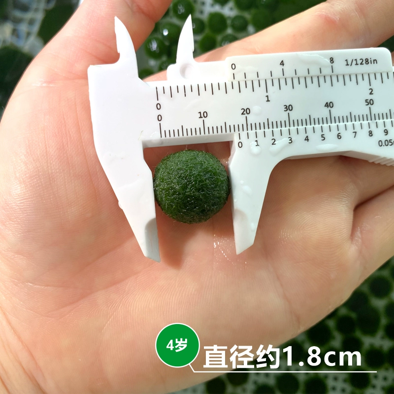 Шар из водорослей микроландшафт для аквариума, экологическая бутылка для интерьера, настольная гидропонная креативная мини-растение — зеленый водорослевый шар