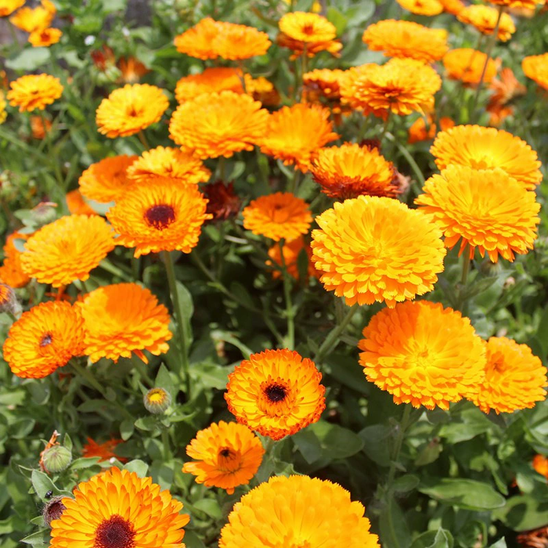 Оптовая Продажа с фабрики Аутентичные семена календулы хризантемы семена хризантемы Высокая норма прорастания Большой выгодно