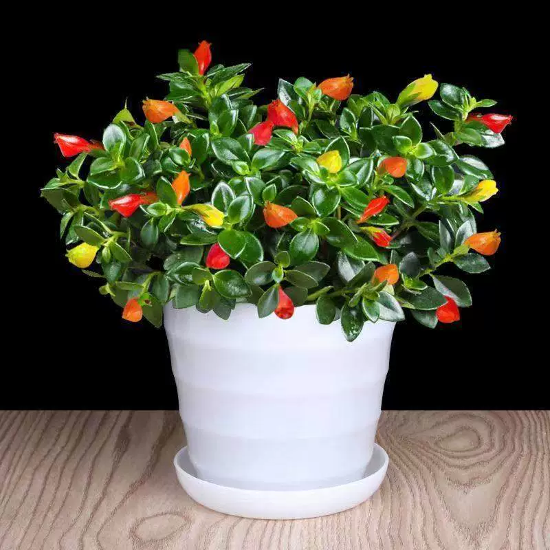 Гидропонная золотая рыбья цветочная подвесной орхидея