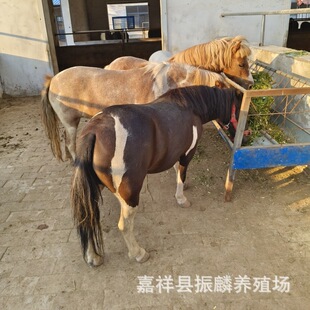 ���R�Bֳ�������O���m���R�����Xһƥ���㰫�R�����H�T�˴��R���U