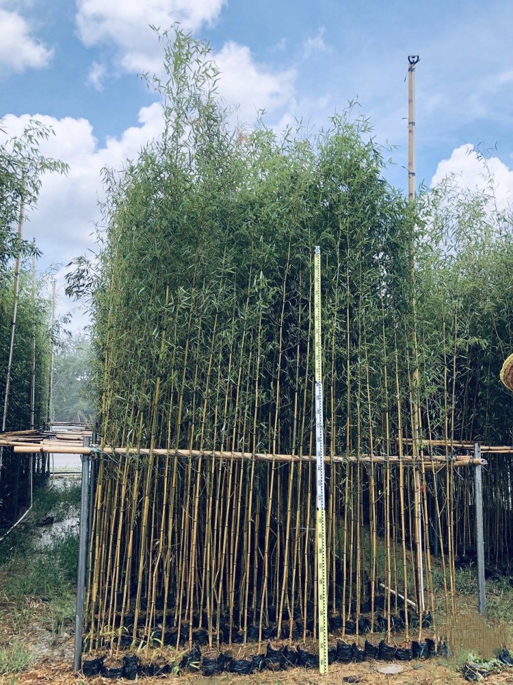 2411B基地批发 青竹 竹 金壤玉竹 琴丝竹 孝顺竹 庭院观赏竹-阿里巴巴