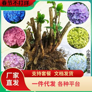 һ�����l�ͺ��Ϙ��o�M�İ��ɻ��������̨����ֲ��󻨽�������