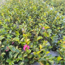 ��÷�����÷�򳣾G�Թ��@ͥԺ�G��С��÷��С��߶�15-30����