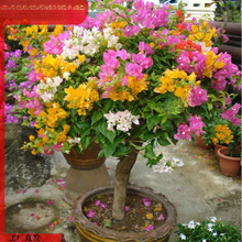 ÷ļ_ܲԻ玧ذֲ̨҃ͥԺ