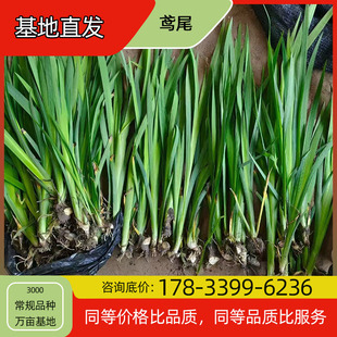 Iris Seedling Potted Base Planting, Four-Season Flowering, Courtyard Planting, Green Plant Project, Greening Seedlings, Easy to Breed
