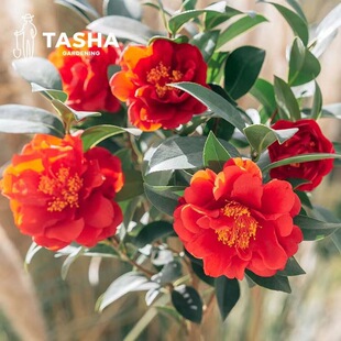 ɽ�軨���������ļ�������ɫ�൤����ֲ���̨ͥԺ�҃����͟��ͺ�