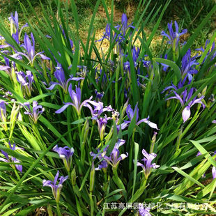 �R�m���� �G���� �ͺ���ؚ��҃��̨����ͥԺֲ���R�A���F؛