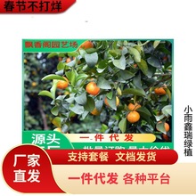 南方沃柑苗 四川沃柑苗 贵州沃柑苗 广西沃柑苗 重庆沃柑苗木批发
