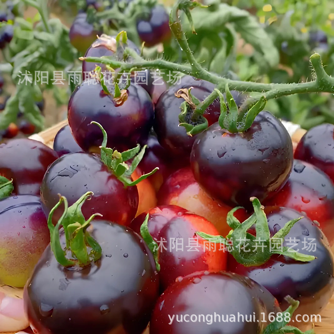Black Diamond Tomato Seed Black Tomato Seed Black Pearl West Tomato…