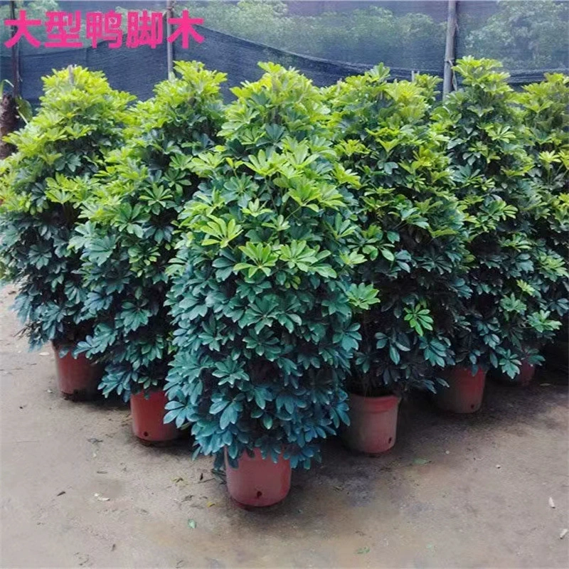 Утиная лапка Дерево Aescula Lumbricoides дерево удачи Бафанг удача в горшке дерево офис гостиная большая зеленая посадка хорошее дерево