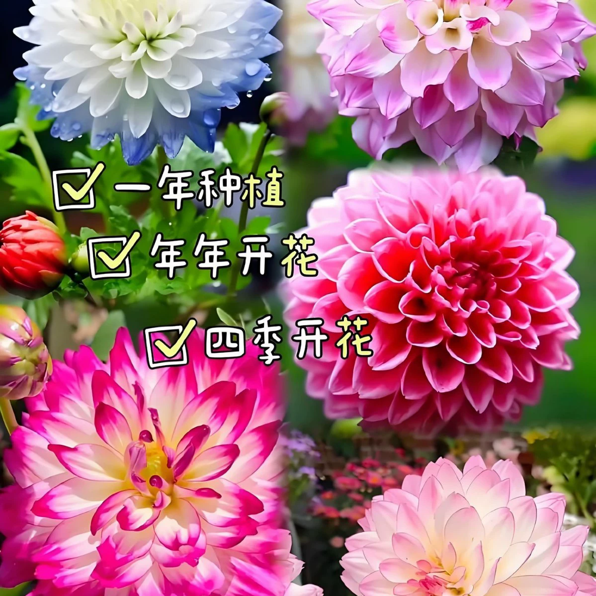 Семена двуцветковой георгини, семена маленькой георгини, многолетние семена четырехсезонных цветов, много сортов, легко выживать, георгина