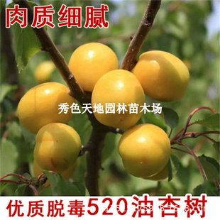 ��Ʒ�N�Ә��������520����������������������Ե����ϱ����Nֲ
